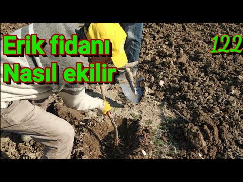 Erik fidanı Nasıl dikilir, erik bahçesi kurulumu.meyvecilik ve tarım uygulamaları mersin