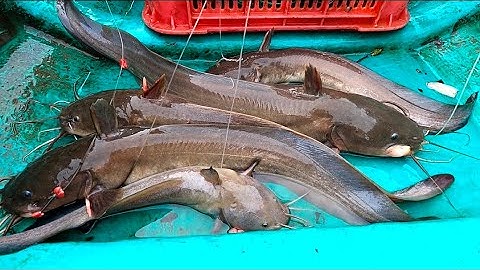 12 . Giăng Câu Gần Bè Được Toàn Cá To Và Bữa Cơm Ngon Cùng Vợ ( Thái Ngọc Cần Giờ )