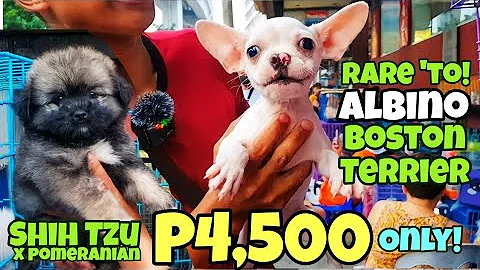 RARE ALBINO BOSTON TERRIER | P2,000 LANG! MAY HUSK...