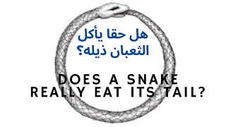 Does a snake really eat its tail? هل حقا يأكل الثعبان ذيله؟