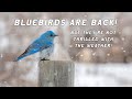 Mountain bluebirds are back  alberta wildlife photography  nikon d500