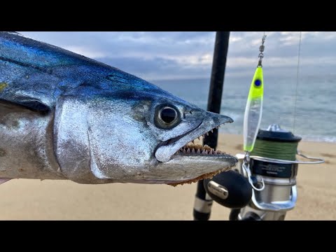 CATCHING SIERRA MACKEREL TOP TIPS 