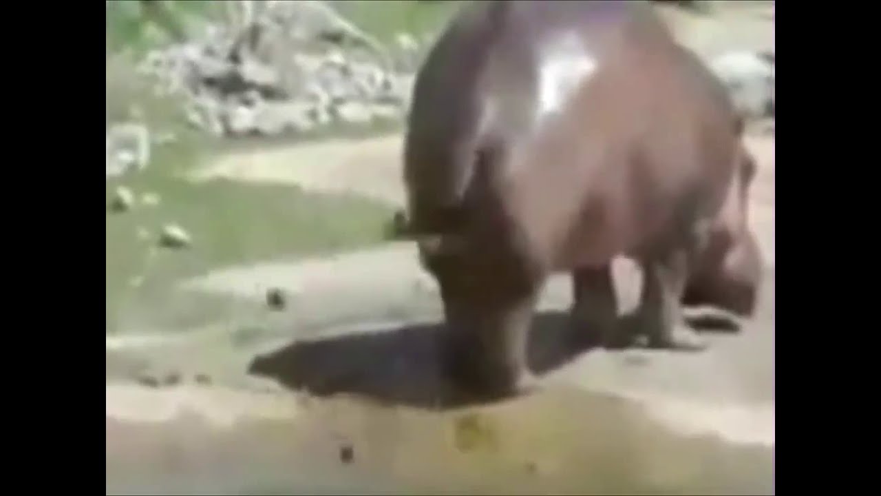 Как какает бегемот видео