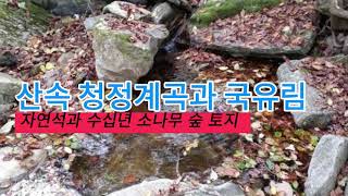 [평창토지] 산속 청정계곡과 국유림접 자연석 산재 경사완만 소나무숲-3200평평창부동산 강원도부동산 평창전원주택 강원도전원주택 평창농가주택 평창시골집 평창땅 강원도토지 강원도땅