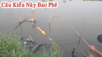 Câu Cá Rô Đồng Kiểu Này Giật Mỏi Tay Luôn