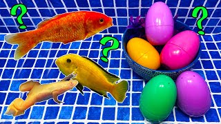 Surprise Eggs | Red carp, Gourami, Frog, Malawi yellow fish surprise