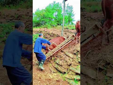 牛を牽き、坡を登り、土を裂く:一歩の耕しが、山を畑にする