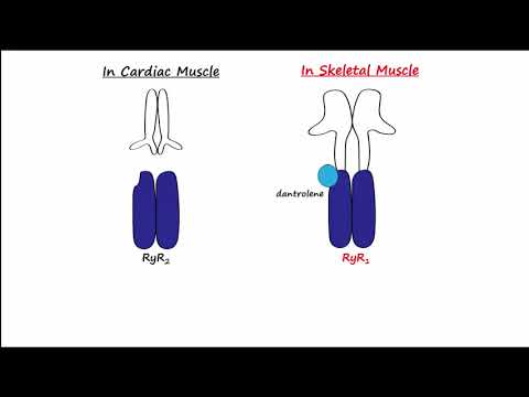 Dantrolene & Calcium Channel Blockers (CCBs)