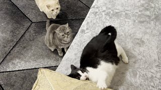 Cat In Hyper Mode (2) by Tom and Mimi 3,371 views 6 days ago 2 minutes, 39 seconds