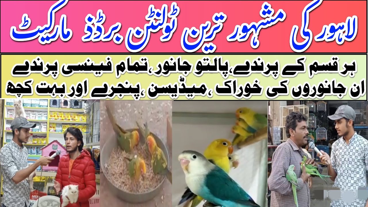 Tollinton Market Lahore Birds Market Asia largest birds,pets,parrot