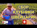 собираем клубнику в Швейцарии | тётя- путешественница