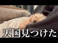 こたつを出したら愛犬が出てこなくなりました。
