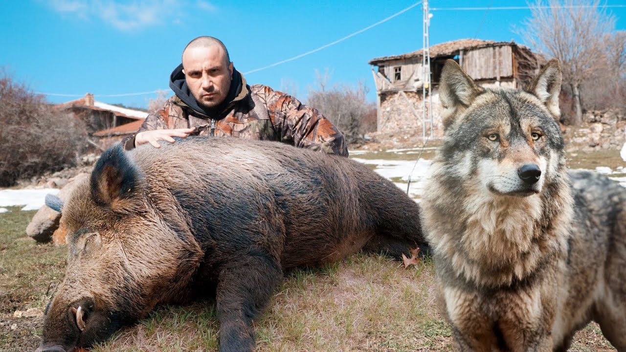 VAHŞİ KURTLAR - KURT SALDIRISI !! WOLF ATTACK