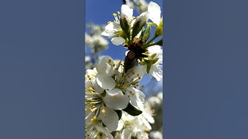 Thumbnail of Plum Blossom | Flowering |