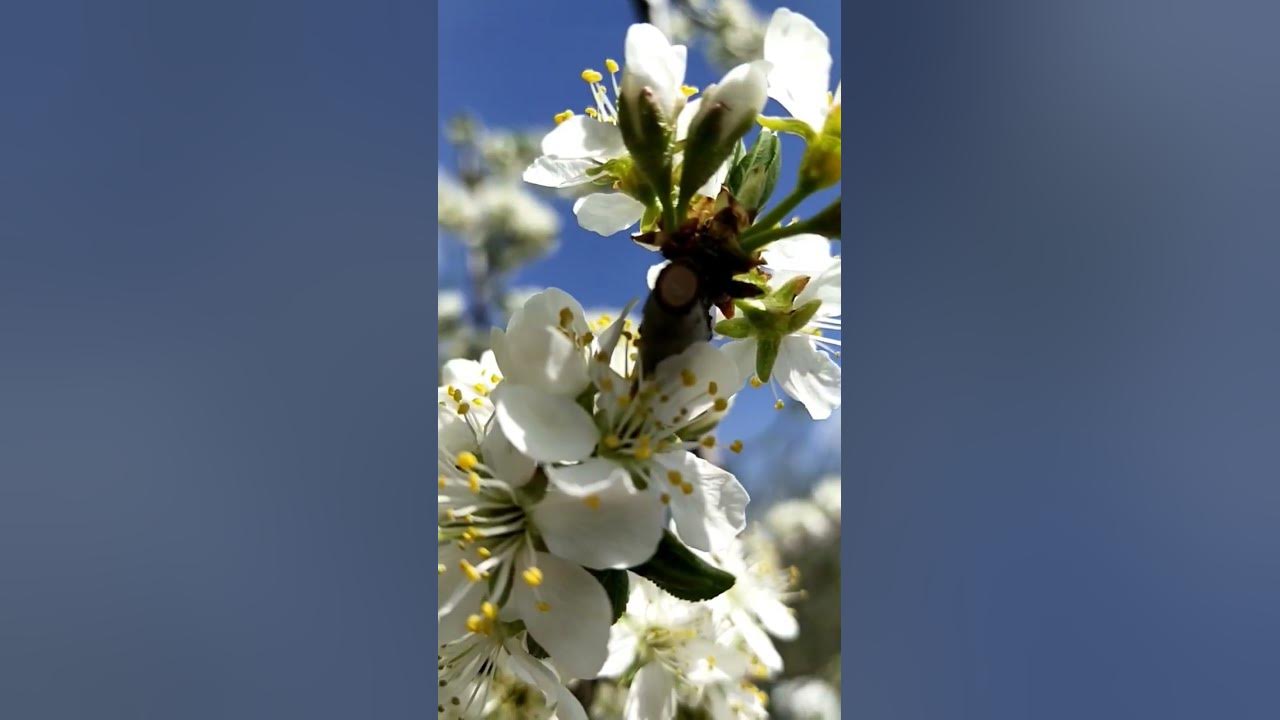Plum Blossom | Flowering | Plum Blossom | Flowering |