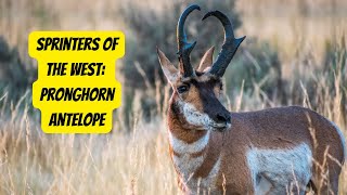 The Pronghorn Antelope | Speed and Grace of the American West #pronghorn #animals by Animal Facts Hub 132 views 1 month ago 2 minutes, 53 seconds