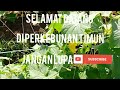 Timun sebentar lagi panen sobat