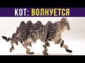 Приколы. КОТ (волнуется) | Мемозг #187