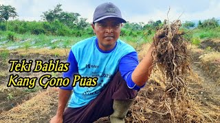 Cara Membasmi Rumput Teki Ala Kang Gono Dijamin Resik