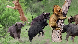 Сумасшедшая Атака Буйвола На Львов! Буйвол Против Львов, Слона, Бегемота, Носорога, Крокодила