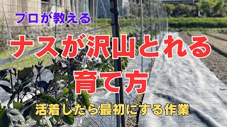 ナスの育て方目指せ一日1本120日120本