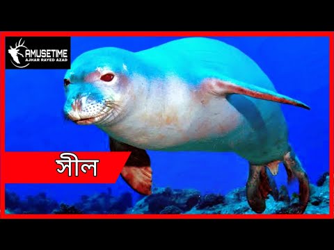 ভিডিও: সীলের চামড়া কি উষ্ণ?