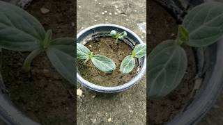 How to germinate bottle gourd seeds shorts