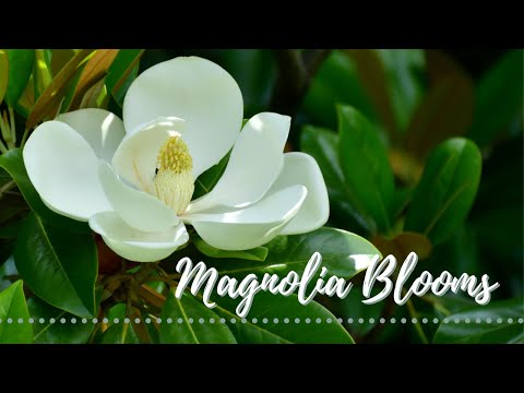 What Does a Magnolia Smell Like? | Catherine Arensberg