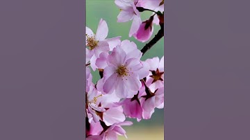 "أداء رائع ونادر للقارئ إدريس أبكر - تلاوة خاشعة 🏼"