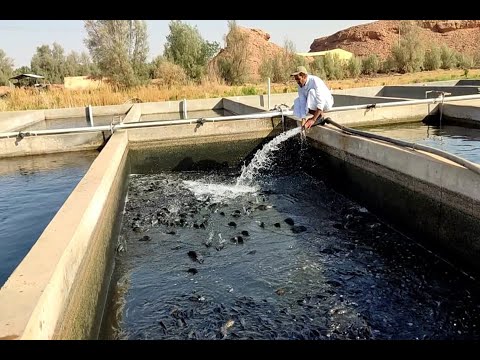 فيديو: كيفية الاعتناء من شهر الجرو القديم