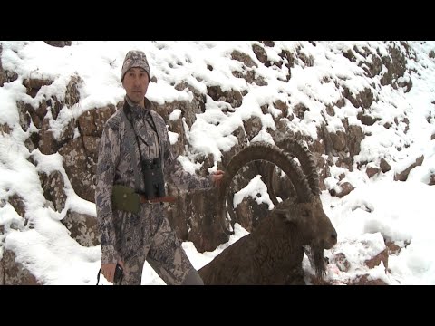 Горная Охота Казахстан ( Ibex hunting in Kazakhstan).