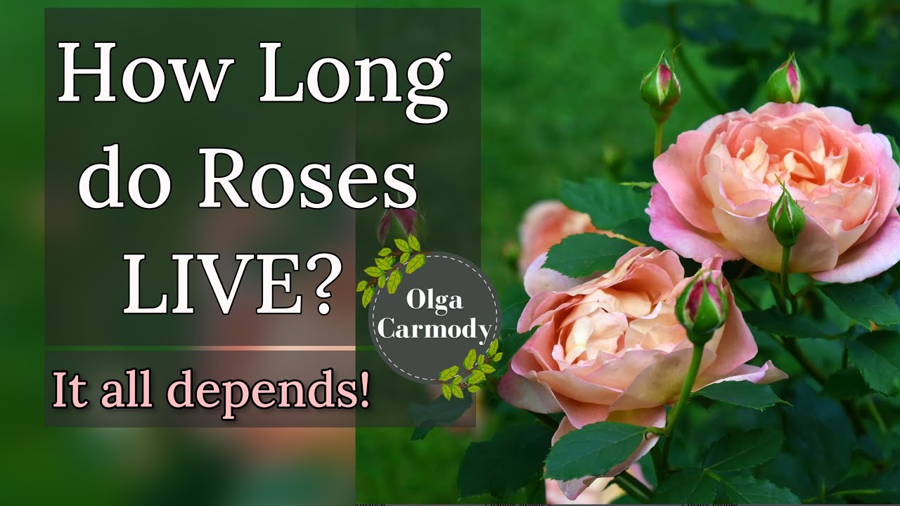 How Long Should My ROSE Live YouTube How Long Should My ROSE Live YouTube