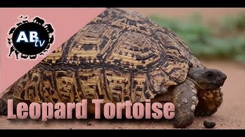 Leopard Tortoise : Shannon Wild : AnimalBytesTV