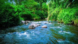 Mountain Stream in Green Forest Relaxing River Sounds White Noise for Sleep for Stress Relief