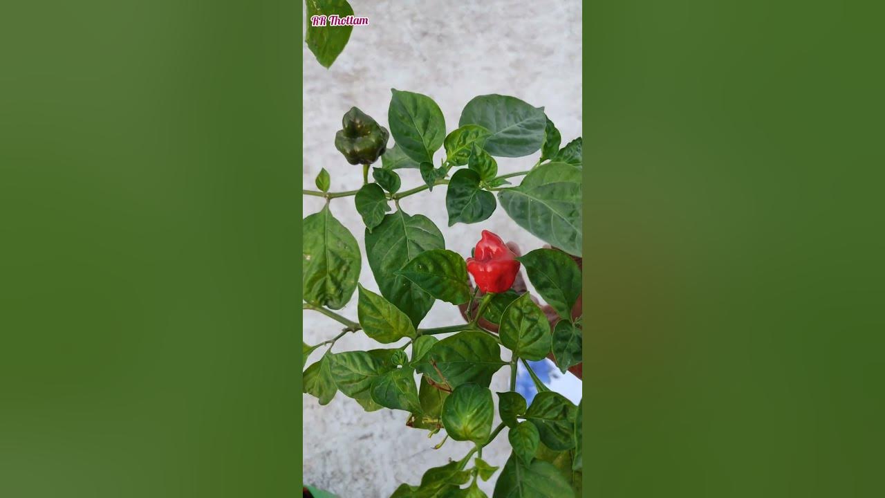 Ghee Chilli/நெய் மிளகாய் YouTube