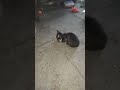 Cat crying 