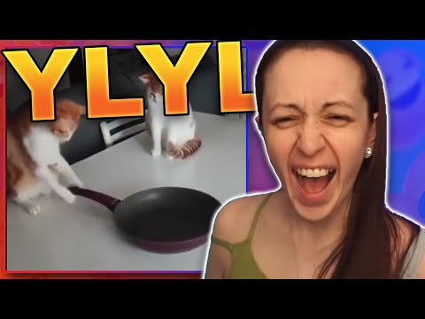 You Laugh and A Cat Loses One Life ~ YLYL #65