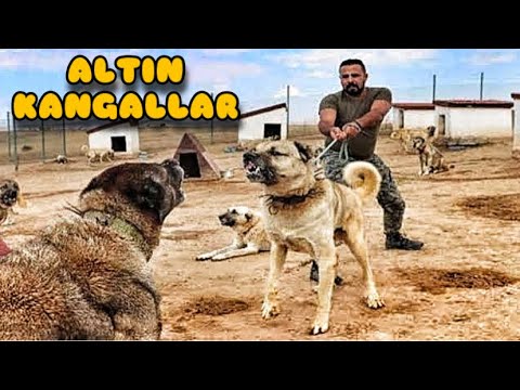 200 KANGAL BİR ARADA ! SİVAS’TAKİ HER KÖPEK KANGAL MI ? #altınyayla @UmutTasdelenAltnkangallar58