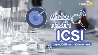 พาดูการทำอิ๊กซี่ (ICSI) เลือกอสุจิไปเจาะไข่ยังไง ผสมเสร็จแล้วทำยังไงต่อนะ?