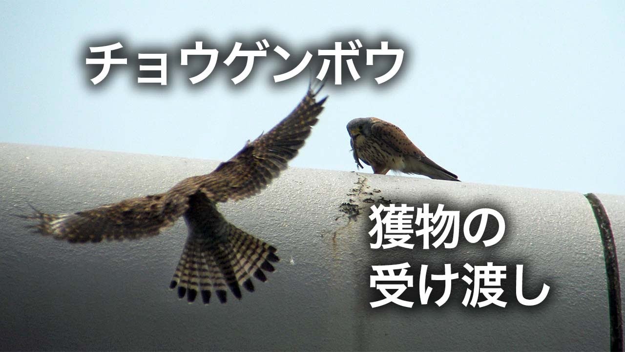 野鳥動画 チョウゲンボウ 獲物の受け渡し Common Kestrel Youtube