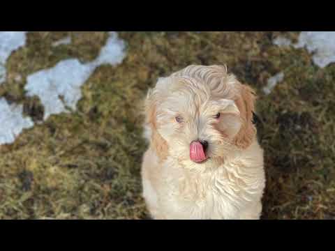 over the moon labradoodles