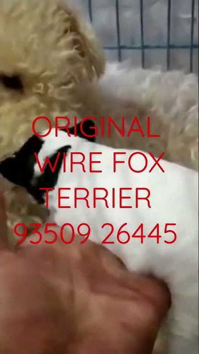 Wirehaired fox terrier puppies for sale in michigan