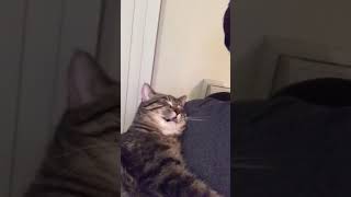 Cat Snoring