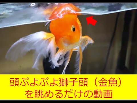 我が家の最後の金魚 獅子頭が死んだ話 ポックス病 雨の日 寄り道