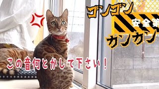 お隣さんの工事音が激しくて猫達が戸惑っております…