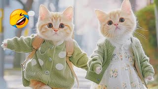 Feline Fun Fest: The Newest Cat Videos of 2024 Will Leave You in Stitches! 😸🎥 by Yufus 2,797 views 2 weeks ago 8 minutes, 7 seconds