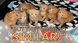 7 Orange Foster Kittens -- My Silly Method for Telling Who's Who!