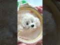 【パンチニードル犬】プードルのブローチ🐶#パンチニードル#フリーステッチングニードル#handmade#satisfying