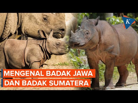 Fakta soal Badak Jawa dan Badak Sumatera