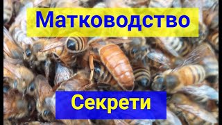 Вывод Маток 100% прийом личинок воспиталкой Матководство, секреты, крупицы мастерства Матковод АМГ